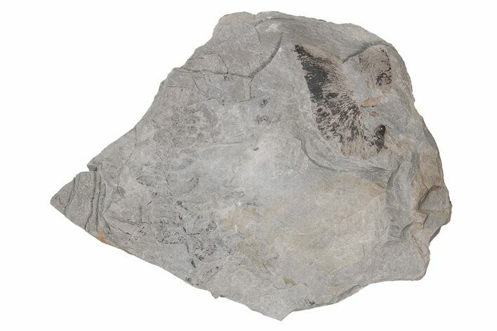 Pennsylvanian Fossil Fern (Neuropteris & Macroneuropteris) Plate #214177